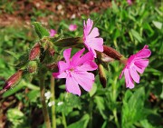 Spettacolo di fiori ai prati della Pigolotta di Valtorta-12apr24  - FOTOGALLERY